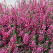 Vřes obecný 'Martina' (Garden girls®) - Calluna vulgaris 'Martina' (Garden girls®)