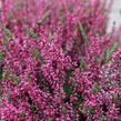 Vřes obecný 'Martina' (Garden girls®) - Calluna vulgaris 'Martina' (Garden girls®)