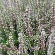 Vřes obecný 'Martina' (Garden girls®) - Calluna vulgaris 'Martina' (Garden girls®)