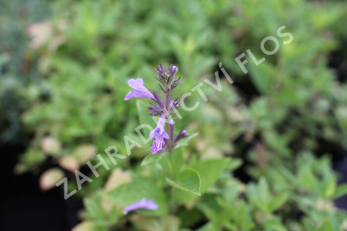 Šanta 'Manchu Blue' - Nepeta manchuriensis 'Manchu Blue'