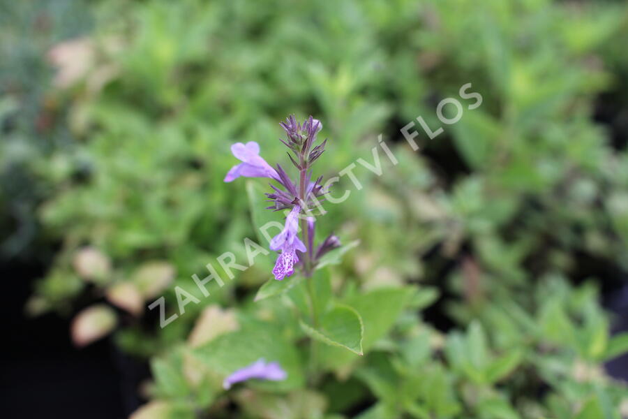 Šanta 'Manchu Blue' - Nepeta manchuriensis 'Manchu Blue'