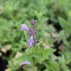 Šanta 'Manchu Blue' - Nepeta manchuriensis 'Manchu Blue'