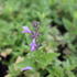 Nepeta manchuriensis 'Manchu Blue'.JPG