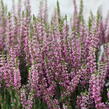 Vřes obecný 'Leandra' (Garden girls®) - Calluna vulgaris 'Leandra' (Garden girls®)