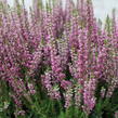 Vřes obecný 'Leandra' (Garden girls®) - Calluna vulgaris 'Leandra' (Garden girls®)