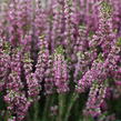 Vřes obecný 'Leandra' (Garden girls®) - Calluna vulgaris 'Leandra' (Garden girls®)