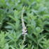 Veronicastrum virginicum 'Album'.JPG