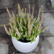 Vřes obecný 'Franca' (Garden girls®) - Calluna vulgaris 'Franca' (Garden girls®)