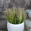 Vřes obecný 'Lioba' (Garden girls®) - Calluna vulgaris 'Lioba' (Garden girls®)