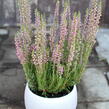 Vřes obecný 'Leandra' (Garden girls®) - Calluna vulgaris 'Leandra' (Garden girls®)