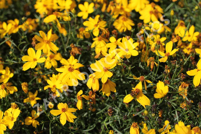 Krásnoočko přeslenité 'Corleone Gold' - Coreopsis verticillata 'Corleone Gold'