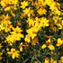 Coreopsis verticillata 'Corleone Gold'_01.JPG