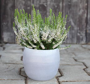 Vřes obecný 'Hammondii' - Calluna vulgaris 'Hammondii'