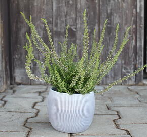 Vřes obecný 'Pink Angie' (Garden girls®) - Calluna vulgaris 'Pink Angie' (Garden girls®)