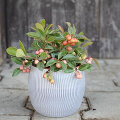 Libavka polehlá - Gaultheria procumbens