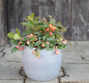 Libavka polehlá - Gaultheria procumbens