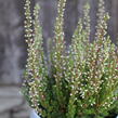 Vřes obecný 'Mary Ann' (Garden girls®) - Calluna vulgaris 'Mary Ann' (Garden girls®)