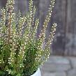 Vřes obecný 'Mary Ann' (Garden girls®) - Calluna vulgaris 'Mary Ann' (Garden girls®)