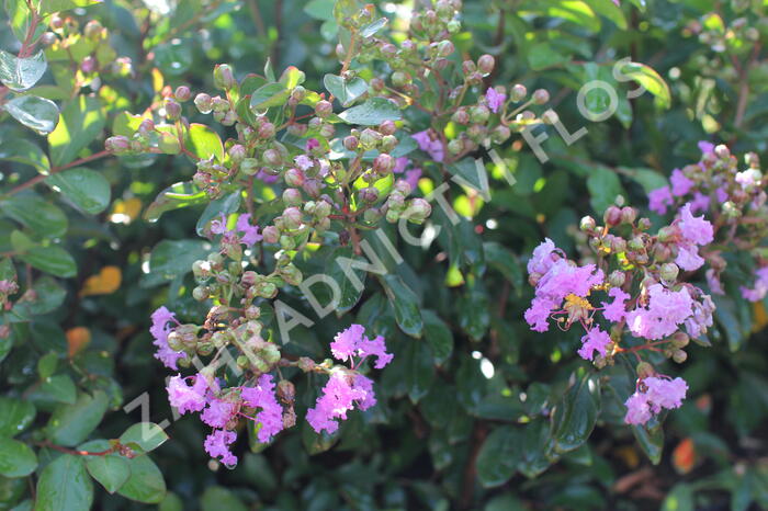 Pukol indický, krepová myrta 'Petite Orchid' - Lagerstroemia indica 'Petite Orchid'