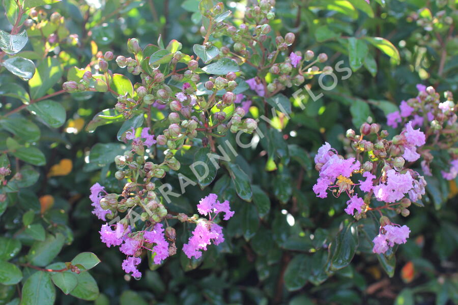 Pukol indický, krepová myrta 'Petite Orchid' - Lagerstroemia indica 'Petite Orchid'