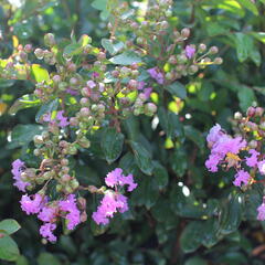 Pukol indický, krepová myrta 'Petite Orchid' - Lagerstroemia indica 'Petite Orchid'