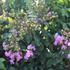 Lagerstroemia indica 'Petite Orchid'_01.JPG