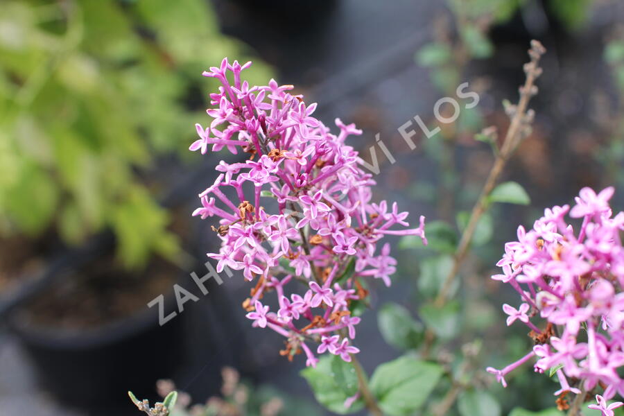 Šeřík 'Bloomerang Dark Purple' - Syringa 'Bloomerang Dark Purple'