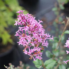 Šeřík 'Bloomerang Dark Purple' - Syringa 'Bloomerang Dark Purple'