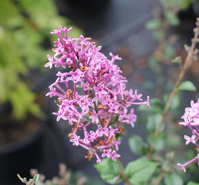 Šeřík 'Bloomerang Dark Purple' - Syringa 'Bloomerang Dark Purple'