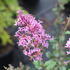 Syringa 'Bloomerang Dark Purple'.JPG