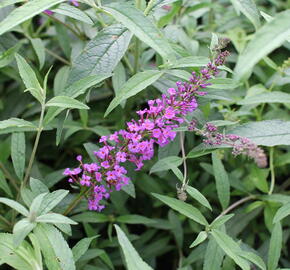 Motýlí keř, Komule davidova 'Mix' - Buddleja davidii 'Mix'