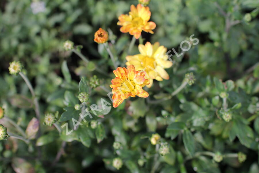 Listopadka indická 'Dernier Soleil' - Dendranthema indicum 'Dernier Soleil'