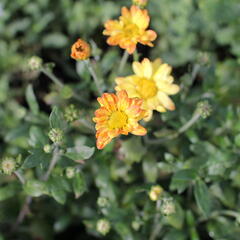 Listopadka indická 'Dernier Soleil' - Dendranthema indicum 'Dernier Soleil'