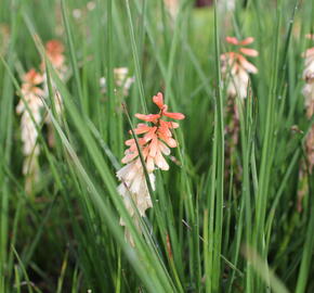 Kleopatřina jehla 'Popsicle Orange Vanilla' - Kniphofia uvaria 'Popsicle Orange Vanilla'