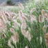 Pennisetum alopecuroides 'Weserbergland'.JPG