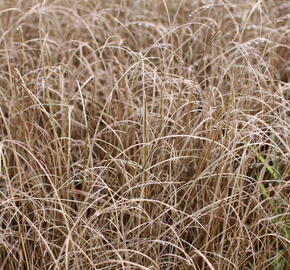 Ostřice Buchananova 'Red Rooster' - Carex buchananii 'Red Rooster'