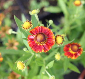 Záplevák podzimní 'Fire' - Helenium autumnale 'Fire'