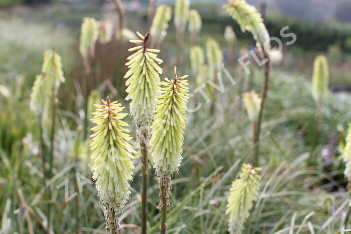 Kleopatřina jehla 'Green Jade' - Kniphofia 'Green Jade'