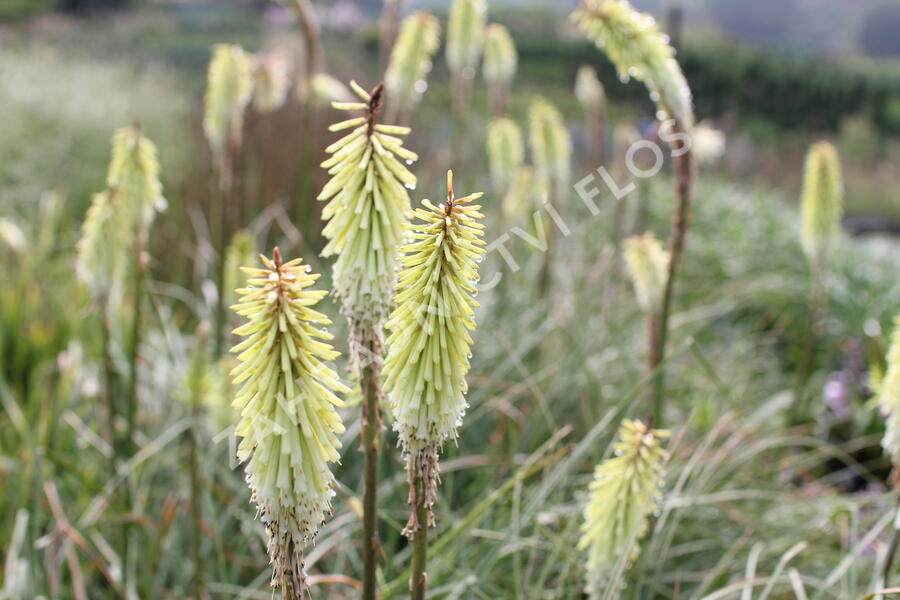 Kleopatřina jehla 'Green Jade' - Kniphofia 'Green Jade'