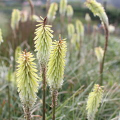 Kleopatřina jehla 'Green Jade' - Kniphofia 'Green Jade'