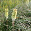 Kleopatřina jehla 'Green Jade' - Kniphofia 'Green Jade'