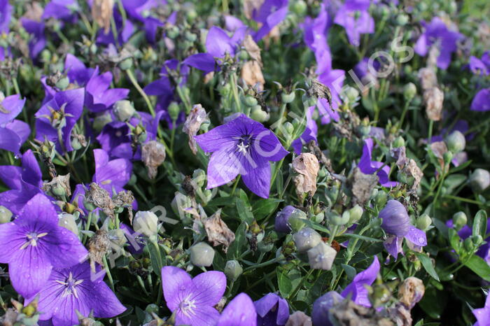 Zvonkovec velkokvětý, boubelka  'Codo Blue' - Platycodon grandiflorus 'Codo Blue'