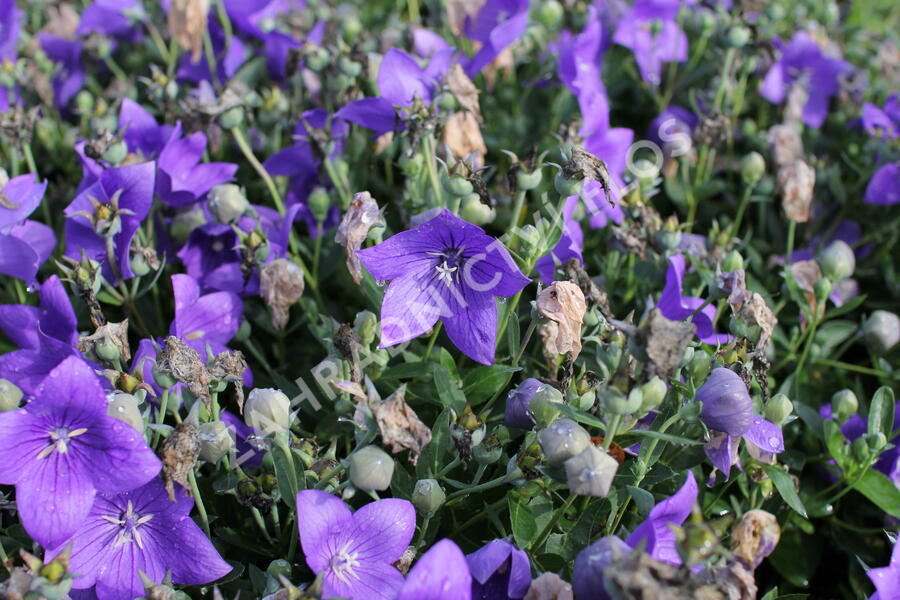 Zvonkovec velkokvětý, boubelka  'Codo Blue' - Platycodon grandiflorus 'Codo Blue'