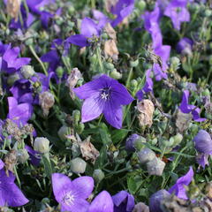 Zvonkovec velkokvětý, boubelka  'Codo Blue' - Platycodon grandiflorus 'Codo Blue'