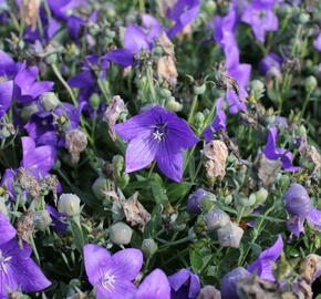 Zvonkovec velkokvětý, boubelka  'Codo Blue' - Platycodon grandiflorus 'Codo Blue'