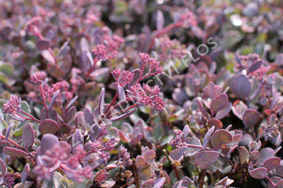 Rozchodník 'Red Sparkler' - Sedum hybridum 'Red Sparkle'