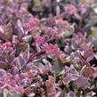 Rozchodník 'Red Sparkler' - Sedum hybridum 'Red Sparkle'