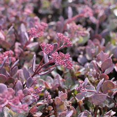 Rozchodník 'Red Sparkler' - Sedum hybridum 'Red Sparkle'