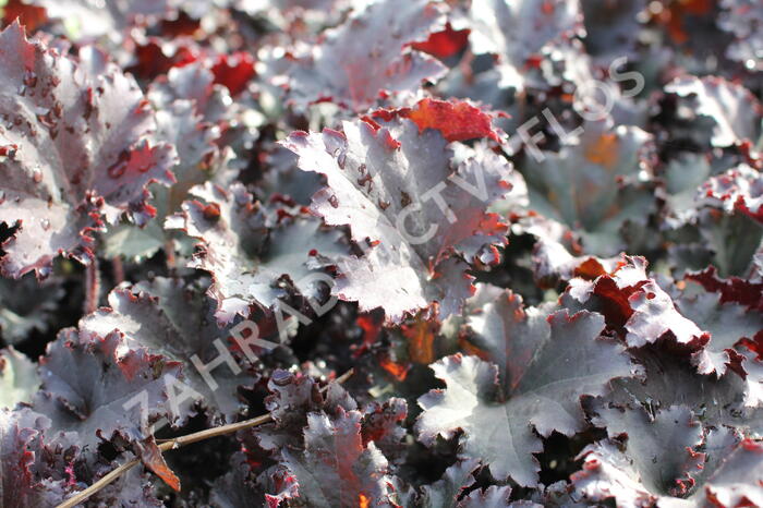 Dlužicha 'Binoche' - Heuchera 'Binoche'