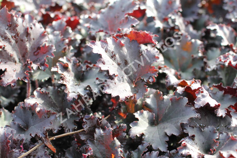 Dlužicha 'Binoche' - Heuchera 'Binoche'